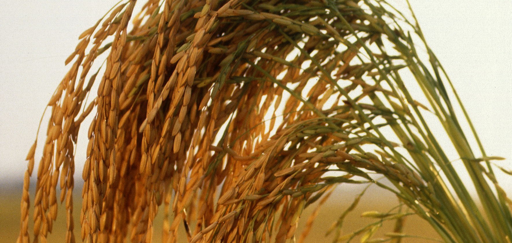 日本における農薬の歴史と、これからの向き合い方について